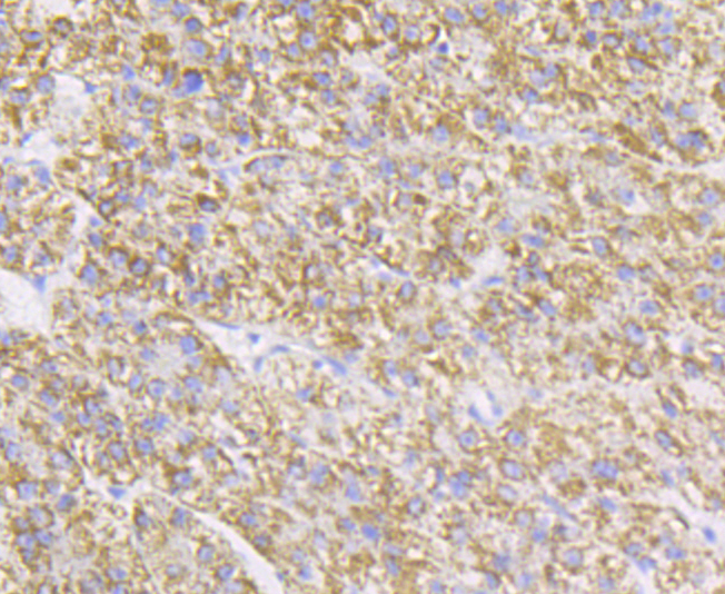 P2Y6 Rabbit mAb