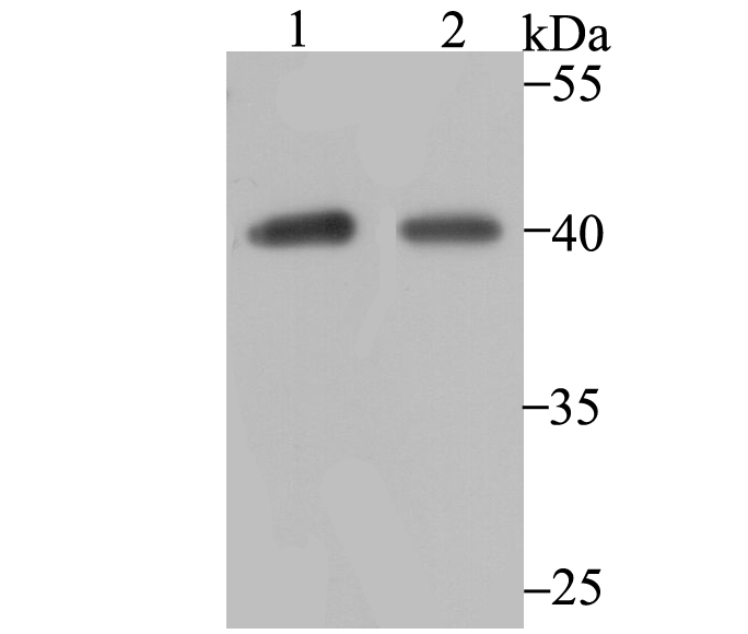 P2Y6 Rabbit mAb