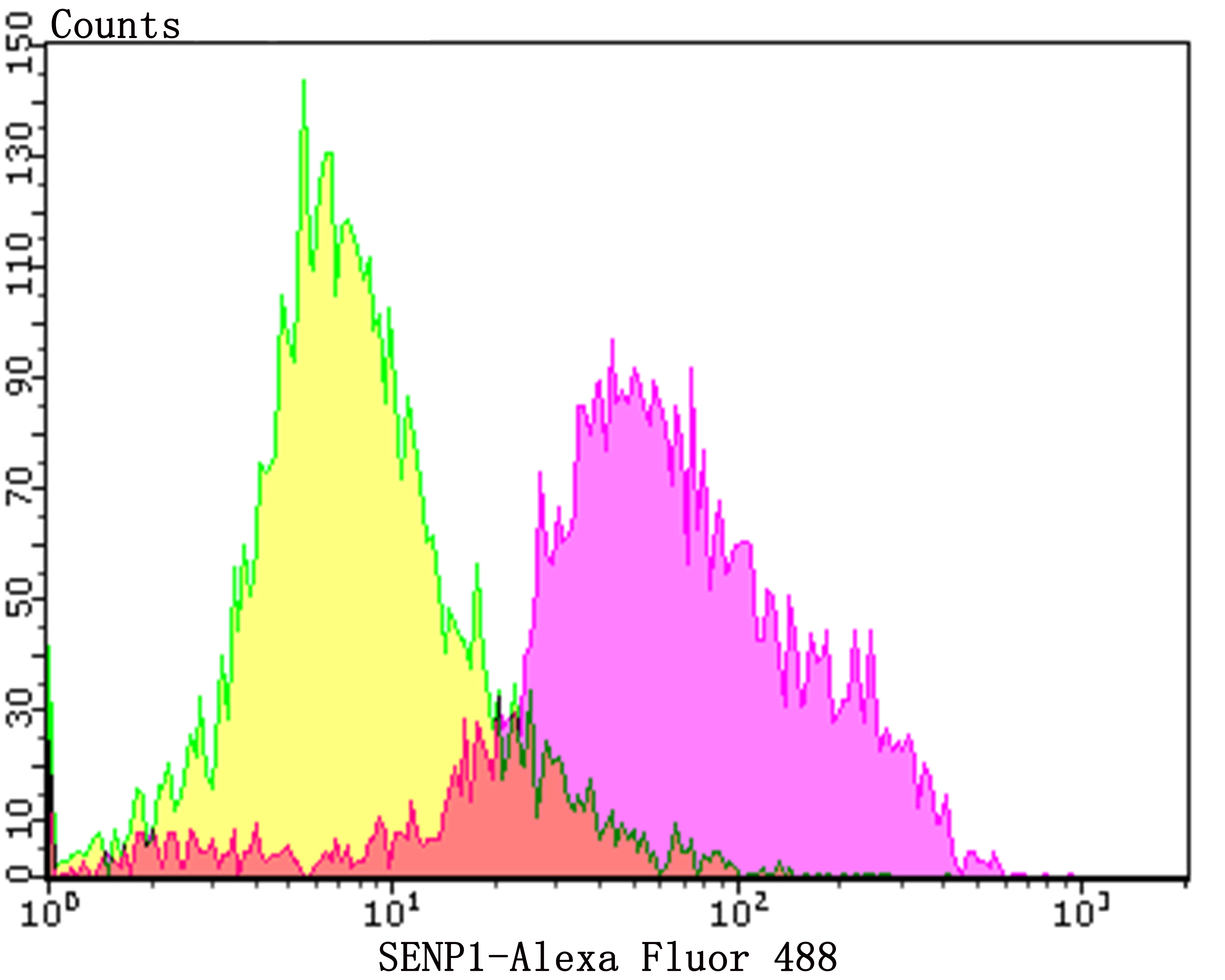 SENP1 Rabbit mAb