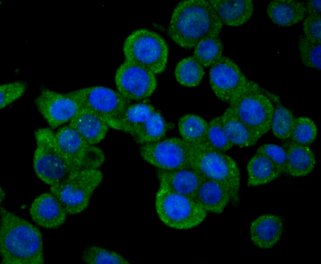 SENP1 Rabbit mAb