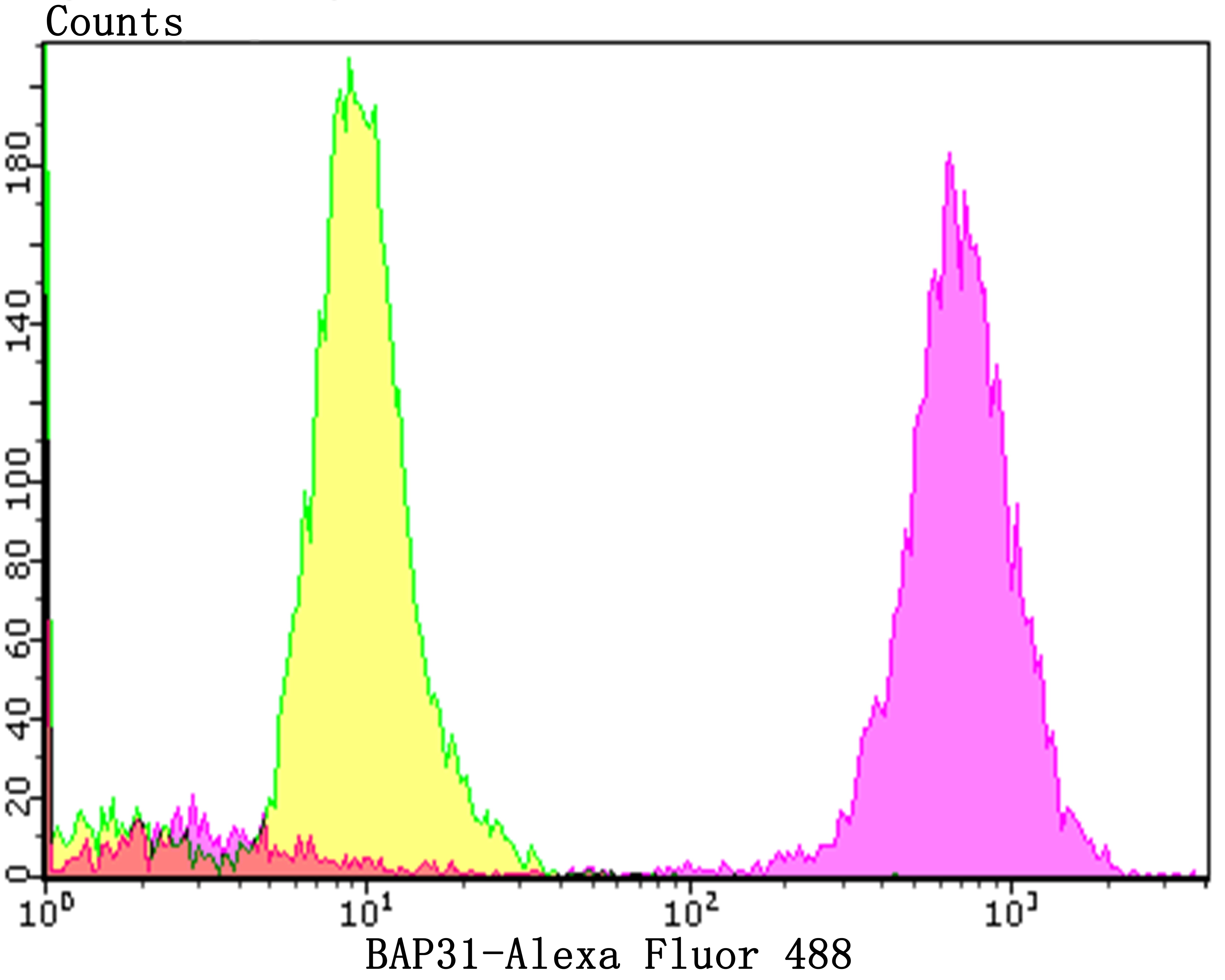 BAP31 Rabbit mAb