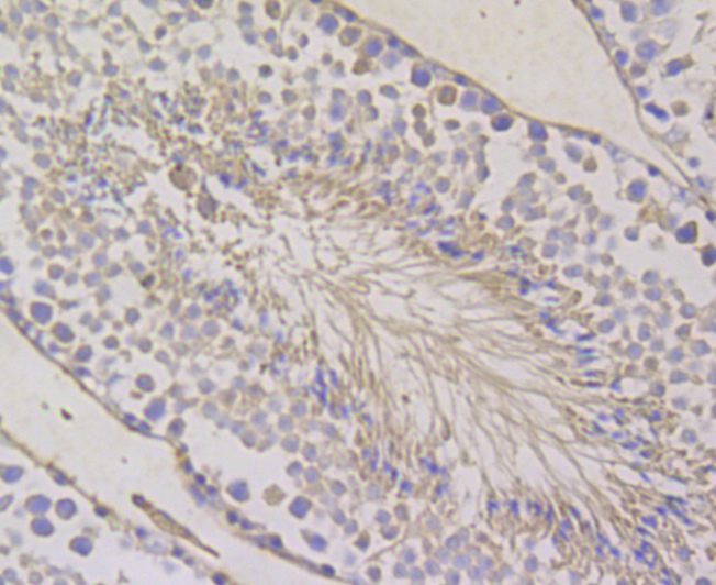 BAP31 Rabbit mAb