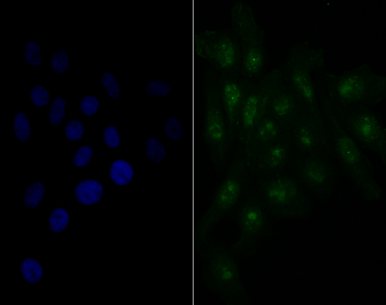 Nucleostemin Rabbit mAb