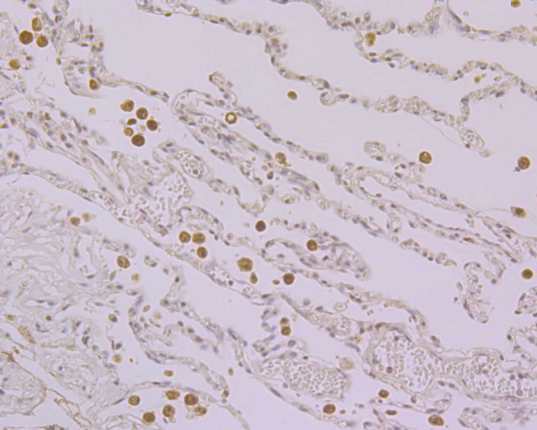 Nucleostemin Rabbit mAb