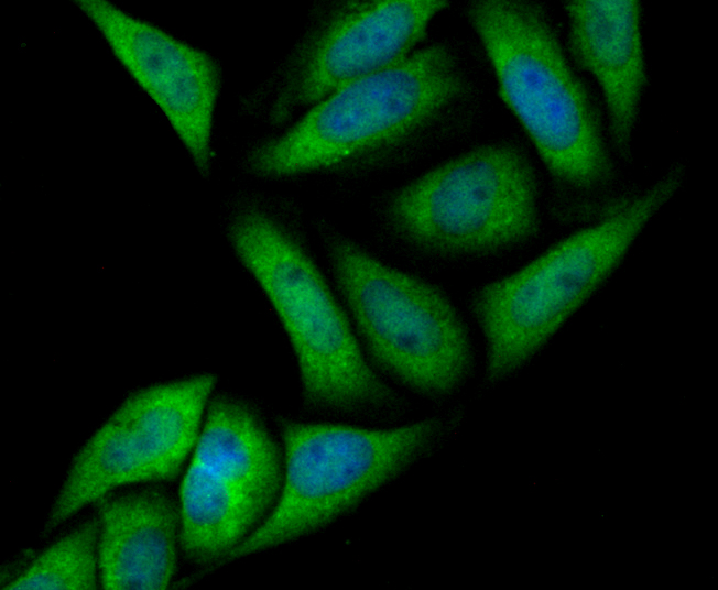 Annexin IV Rabbit mAb