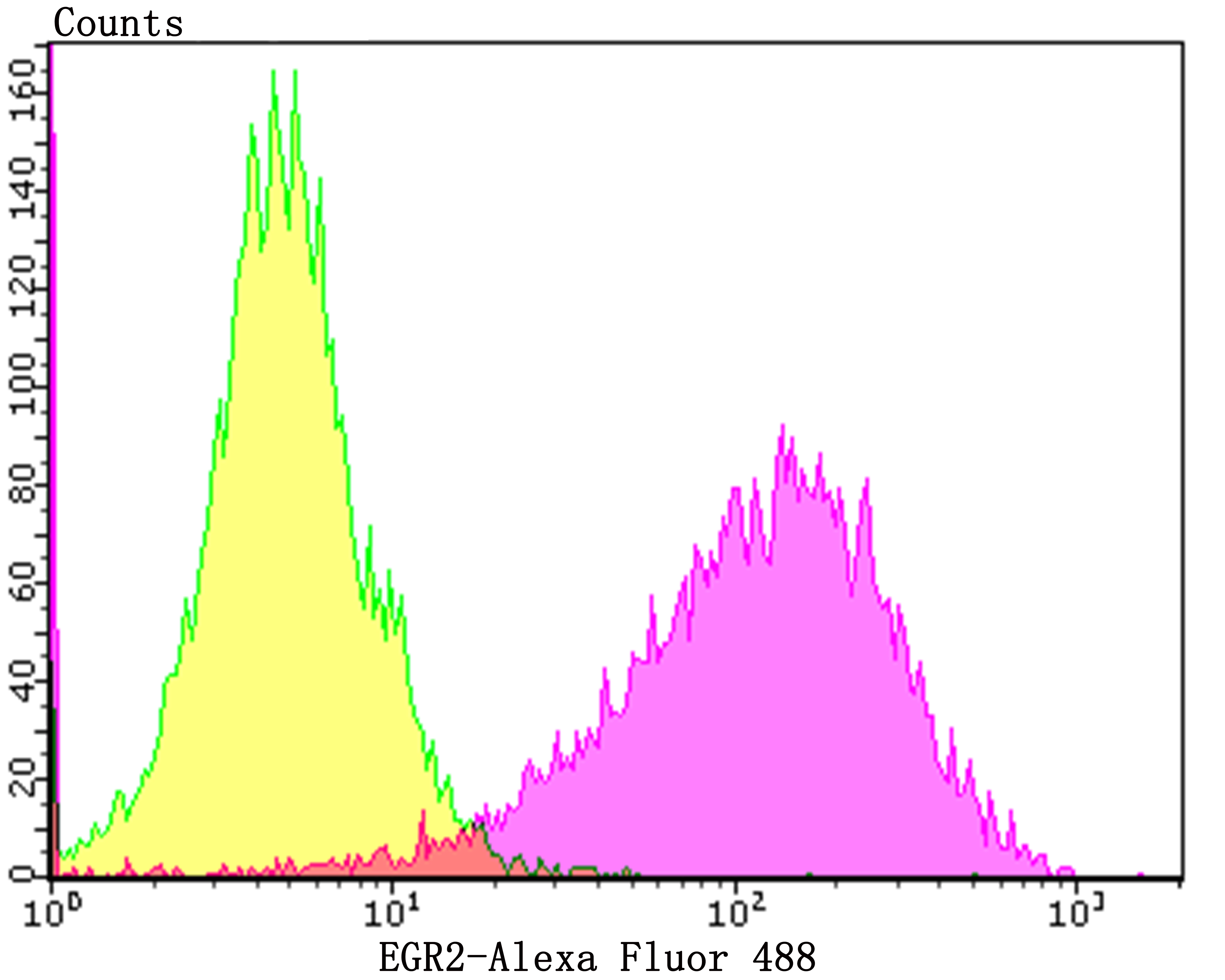 EGR2 Rabbit mAb