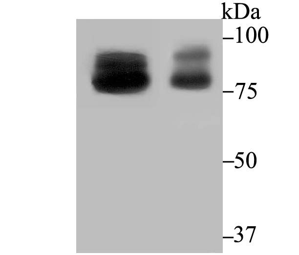 OS9 Rabbit mAb