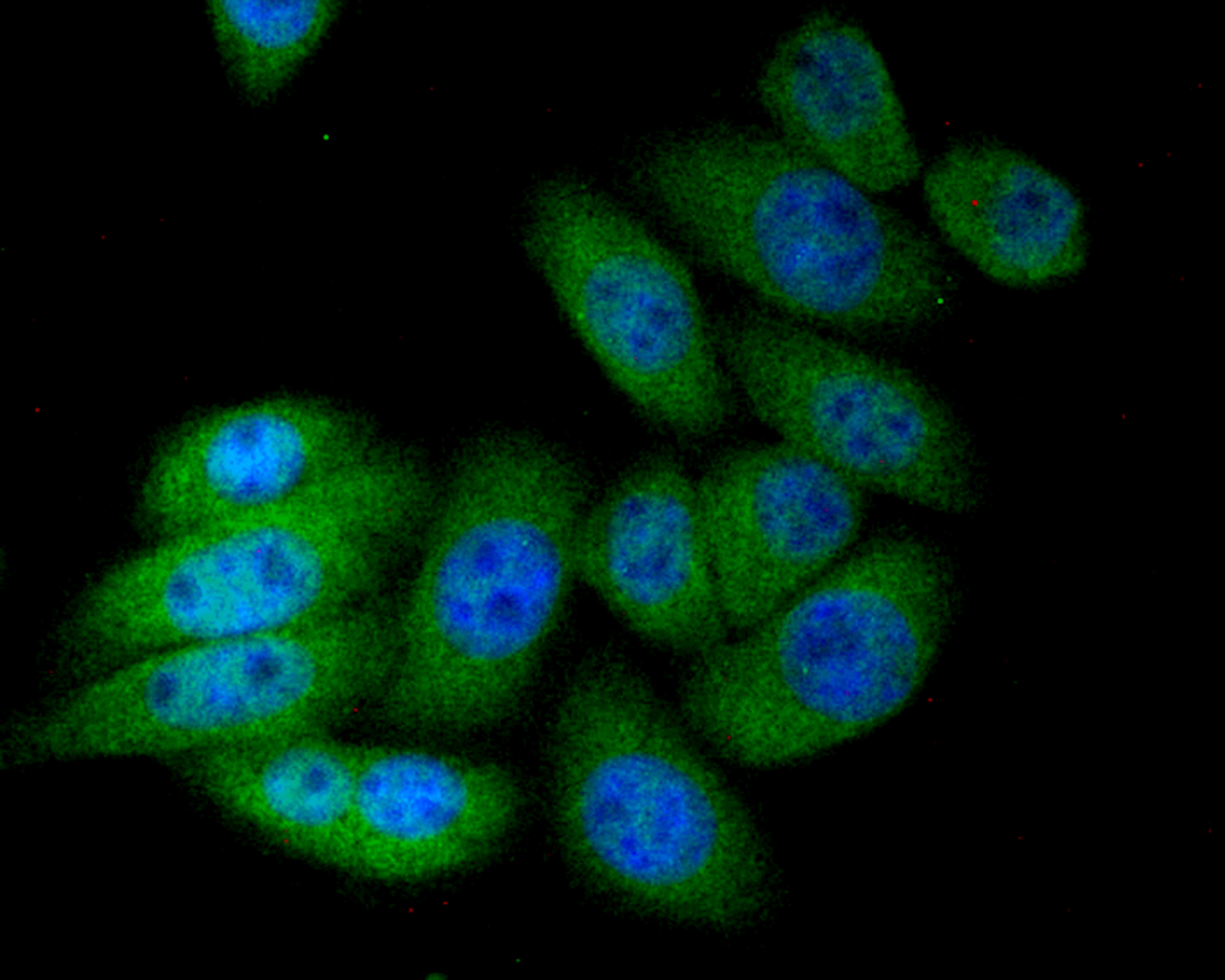 GRIM19 Rabbit mAb