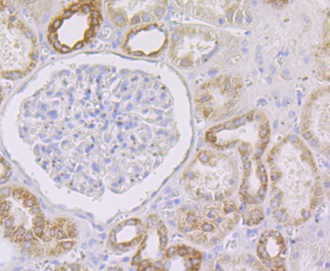 GRIM19 Rabbit mAb