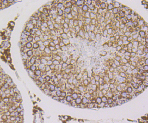 Cpn10 Rabbit mAb