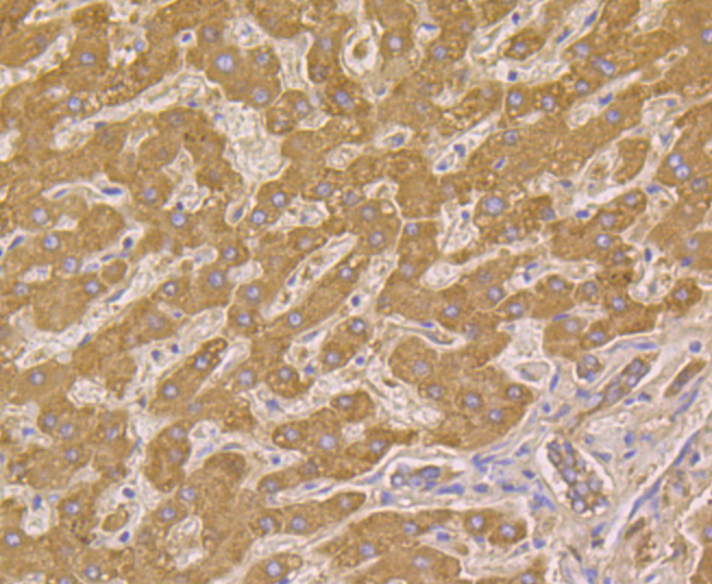 Cpn10 Rabbit mAb