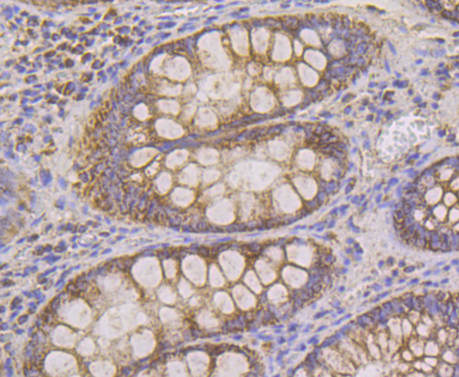 Cpn10 Rabbit mAb