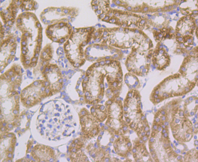 Cpn10 Rabbit mAb