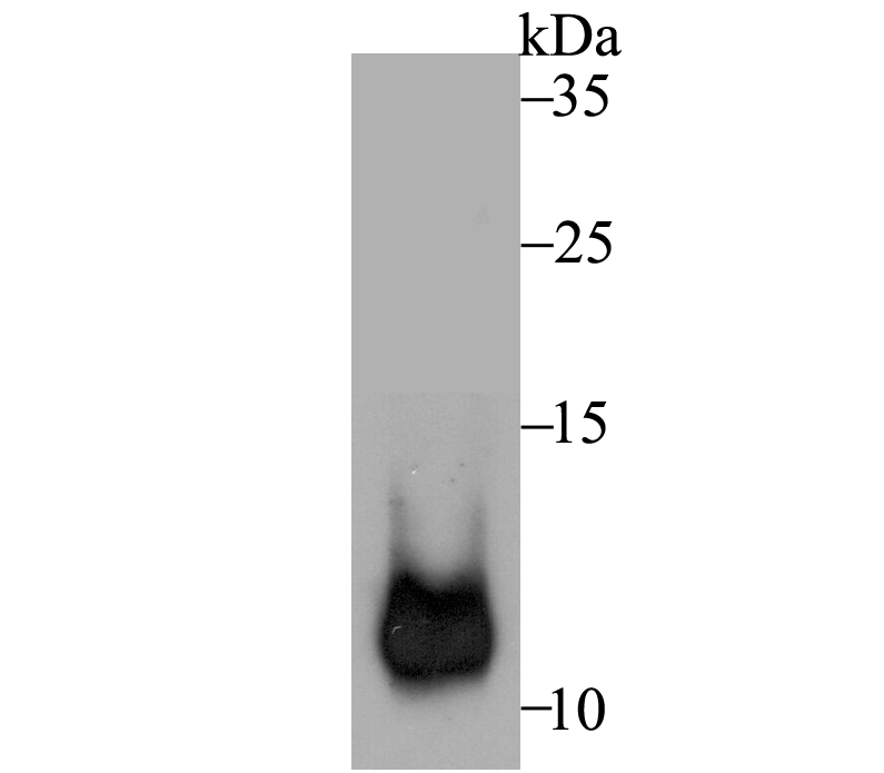 Cpn10 Rabbit mAb