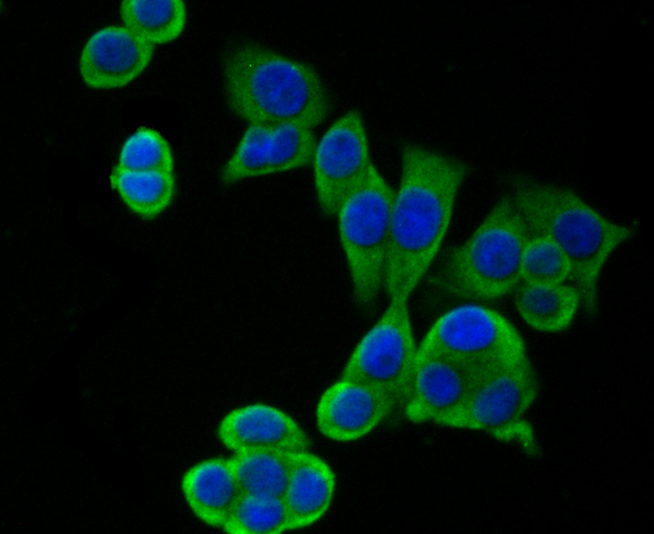 hUPF1 Rabbit mAb