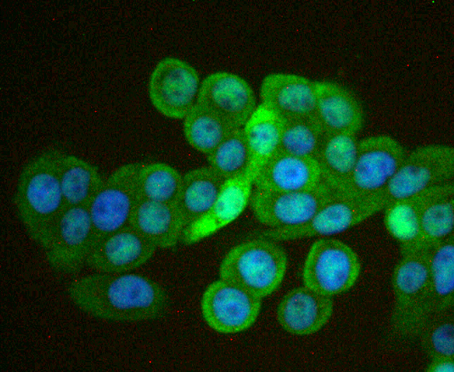 Cdx1 Rabbit mAb