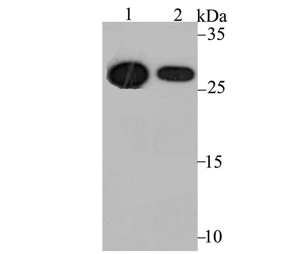 Cdx1 Rabbit mAb