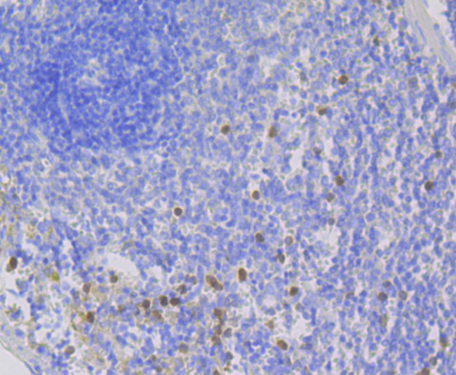 NOXA2 Rabbit mAb