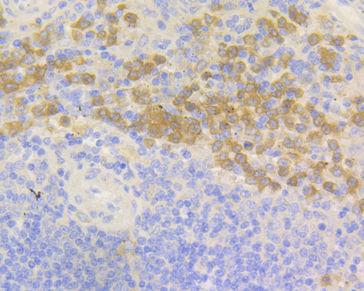 NOXA2 Rabbit mAb