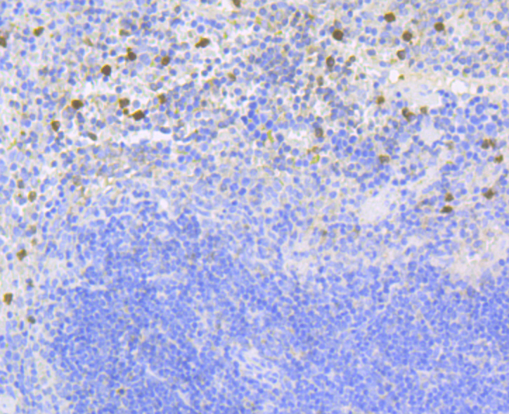 NOXA2 Rabbit mAb