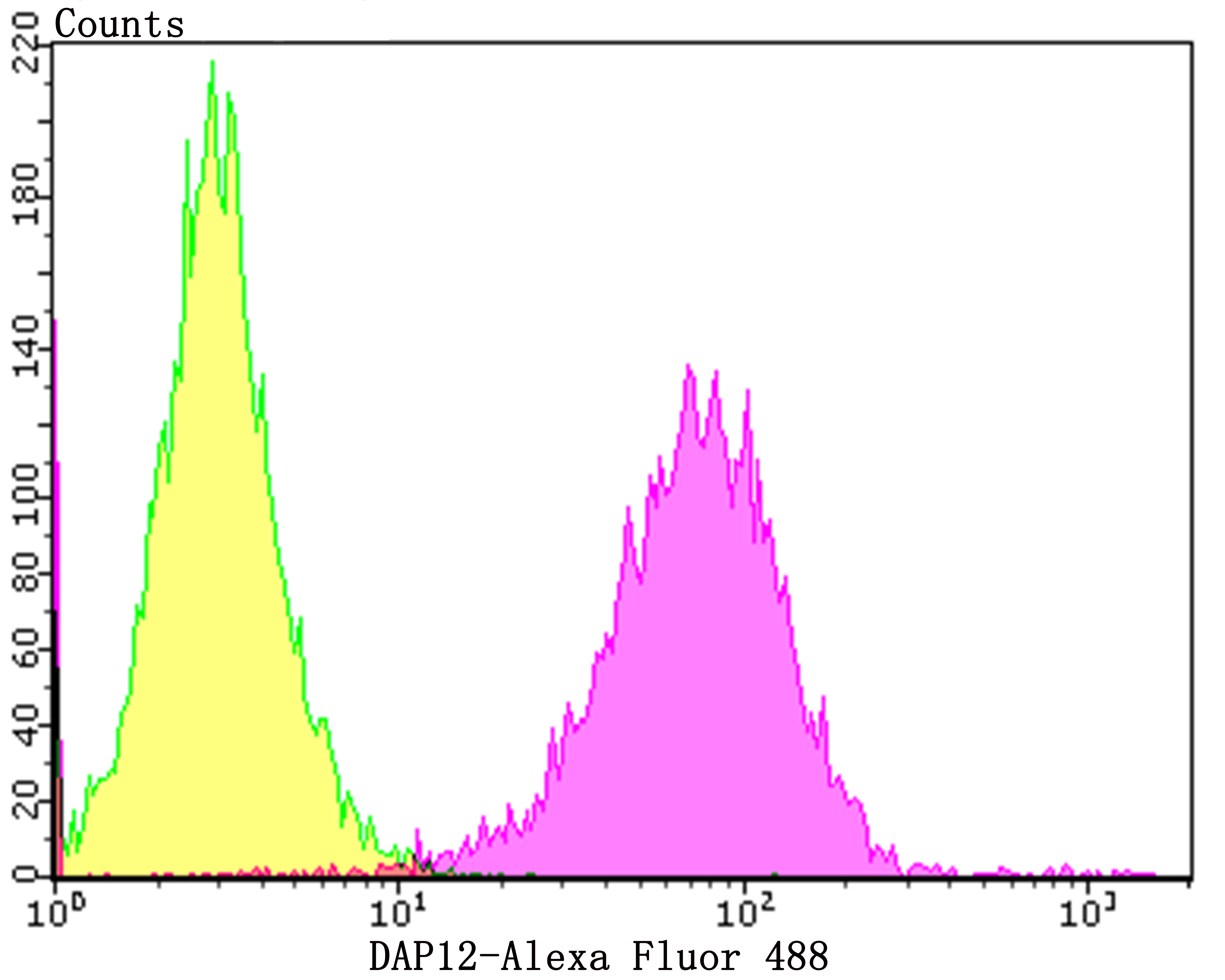 DAP12 Rabbit mAb