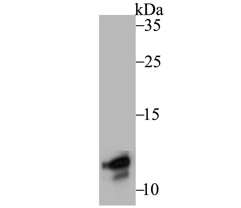 DAP12 Rabbit mAb