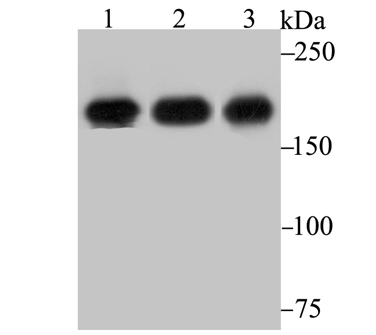 IQGAP1 Rabbit mAb