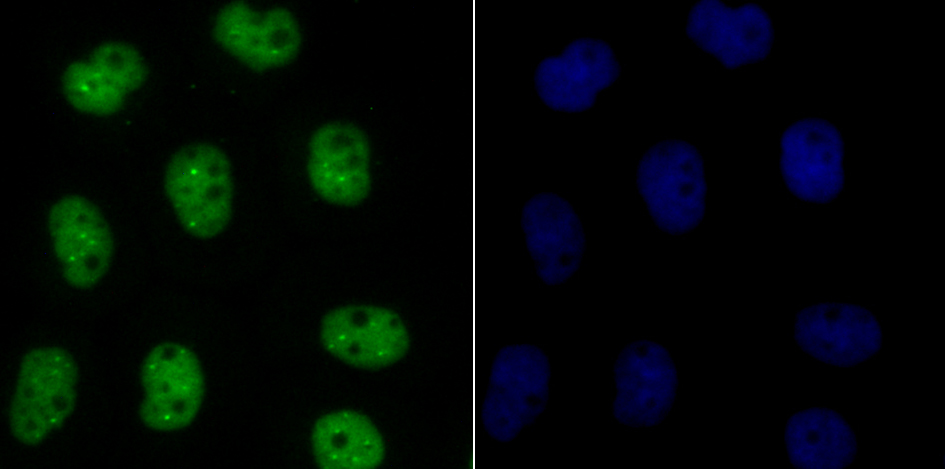 Bub3 Rabbit mAb