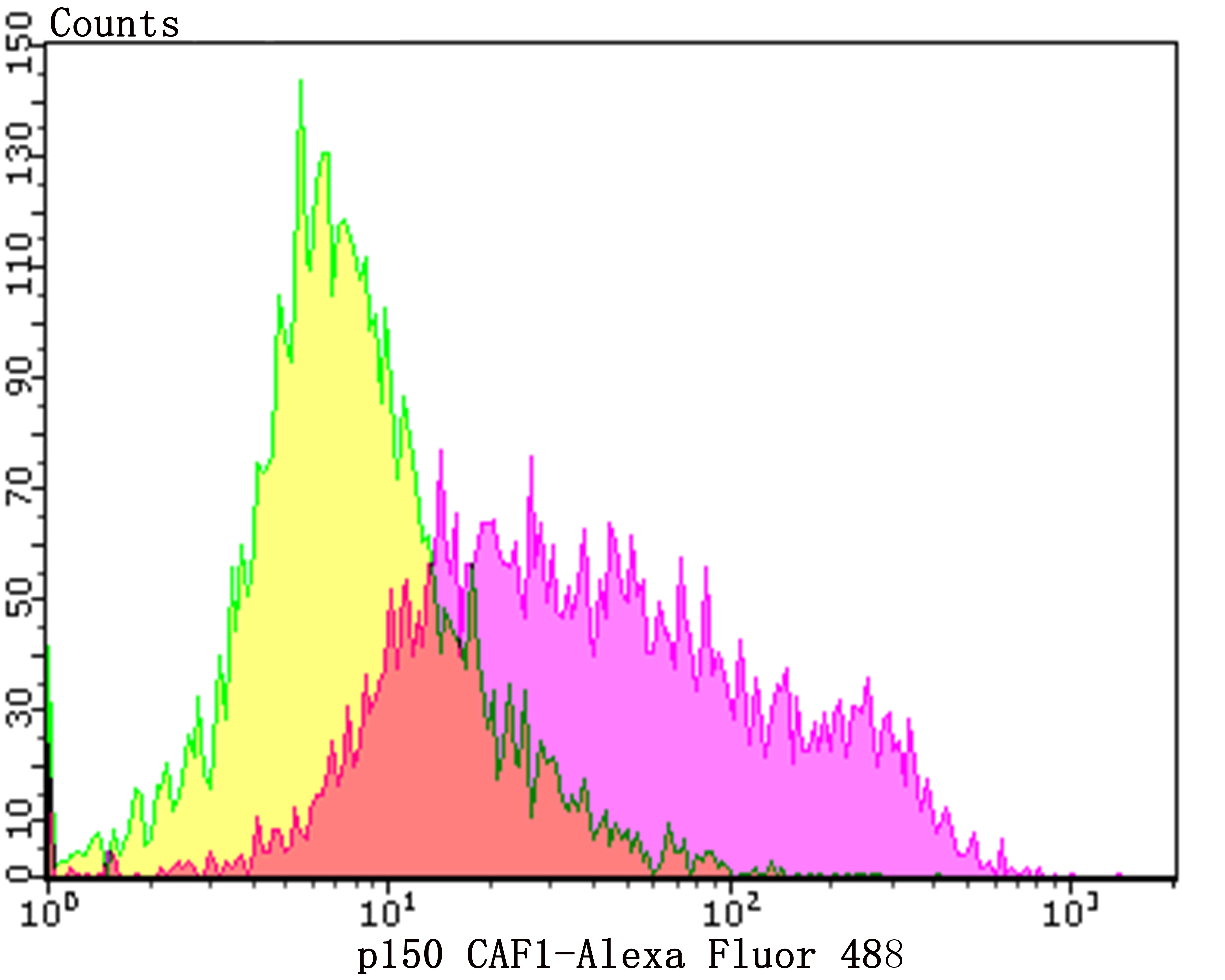 p150 CAF1 Rabbit mAb