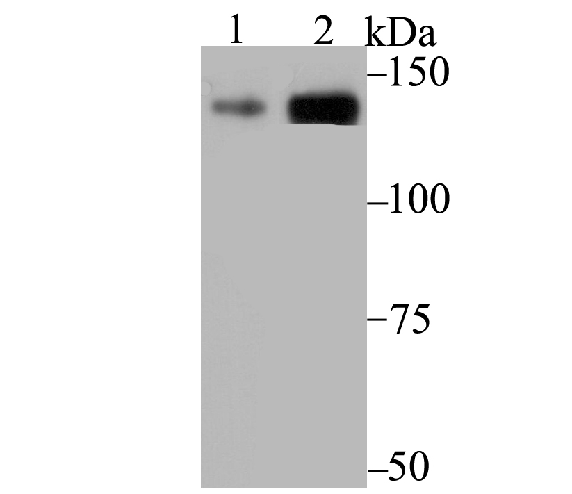 p150 CAF1 Rabbit mAb