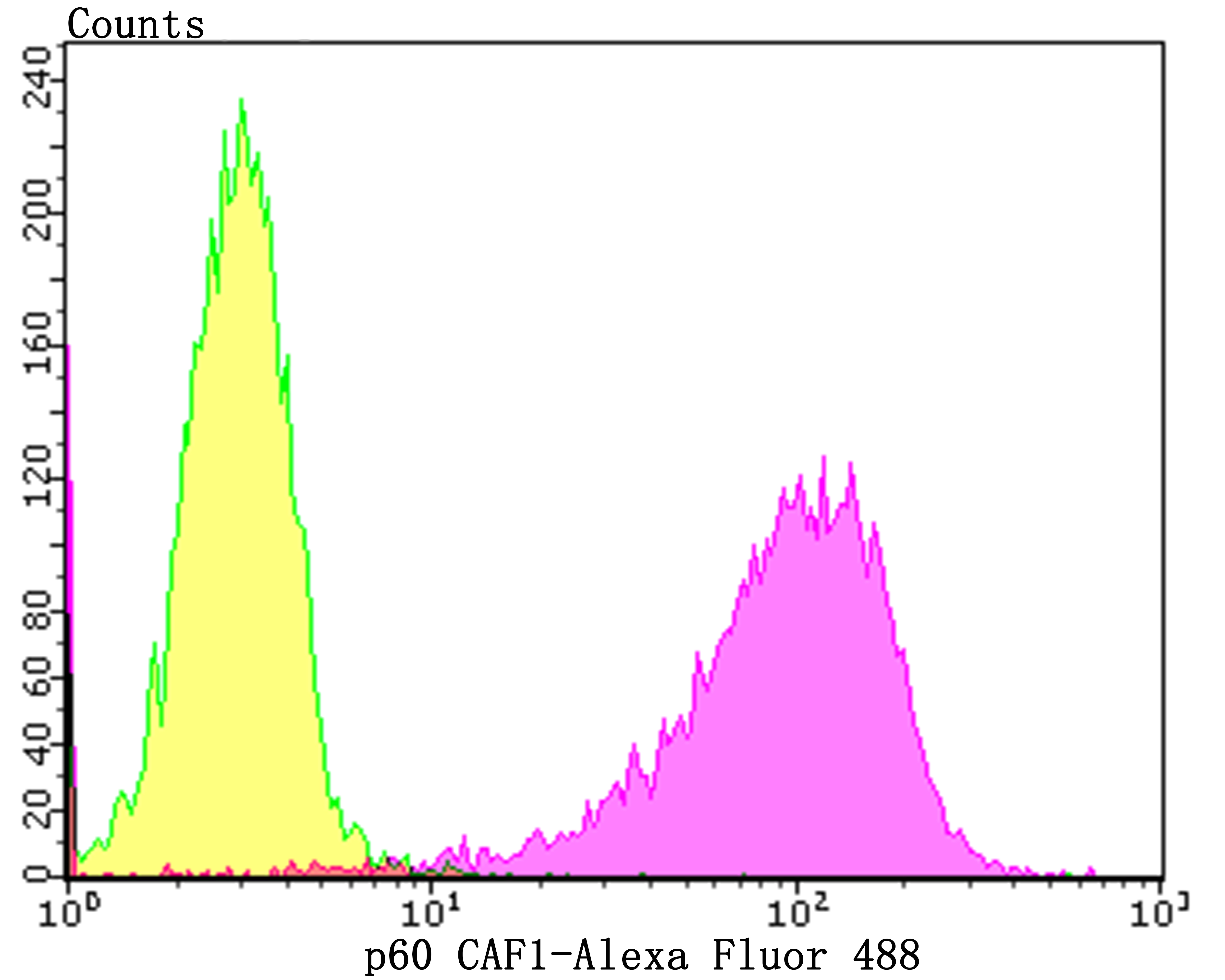 p60 CAF1 Rabbit mAb