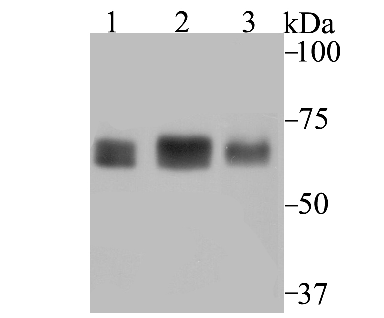 p60 CAF1 Rabbit mAb