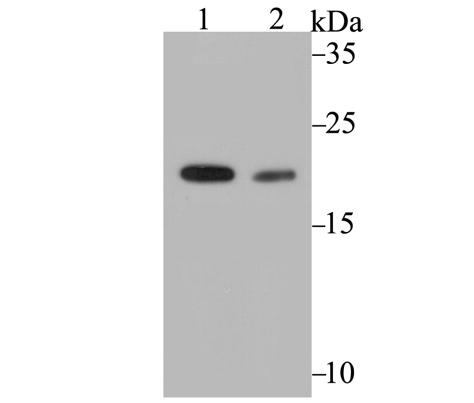 COMT Rabbit mAb