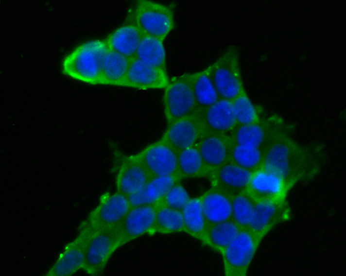 FKBP52 Rabbit mAb