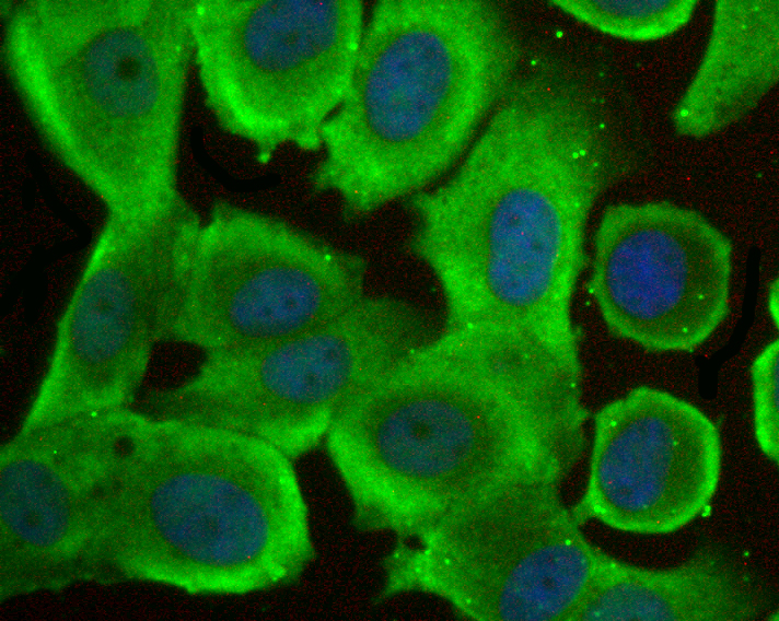 FKBP52 Rabbit mAb