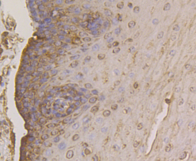 FKBP52 Rabbit mAb