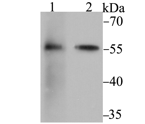 FKBP52 Rabbit mAb