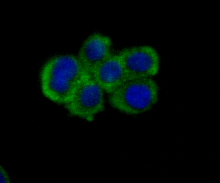 Nectin 2 Rabbit mAb