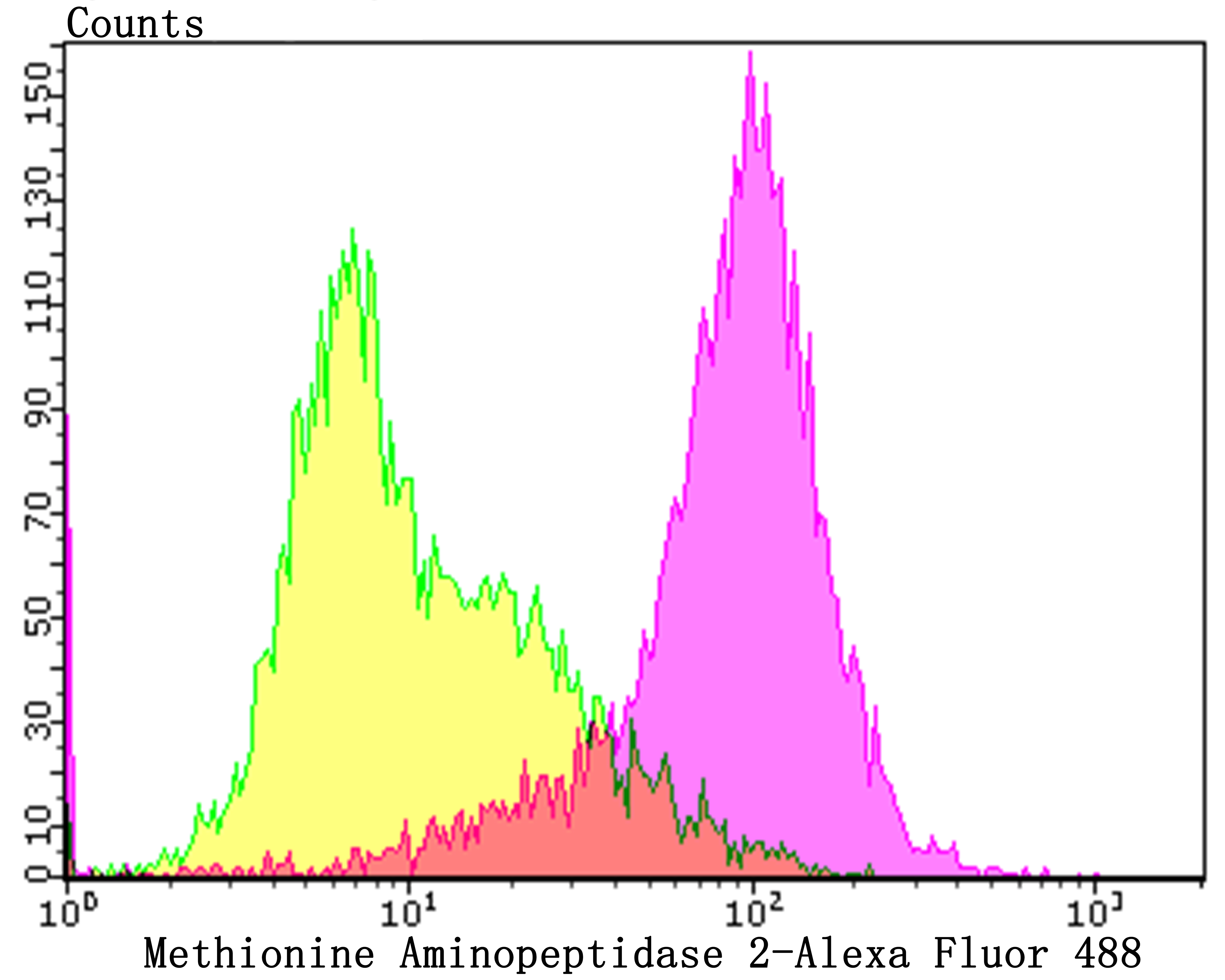 Methionine Aminopeptidase 2 Rabbit mAb