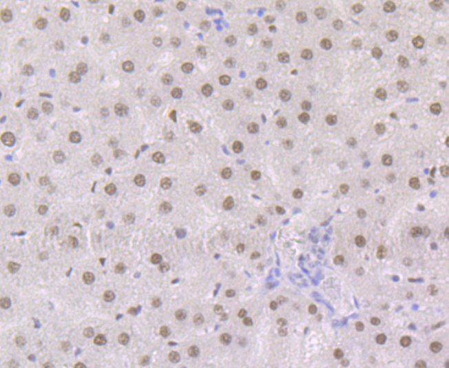 Retinoid X Receptor alpha Rabbit mAb