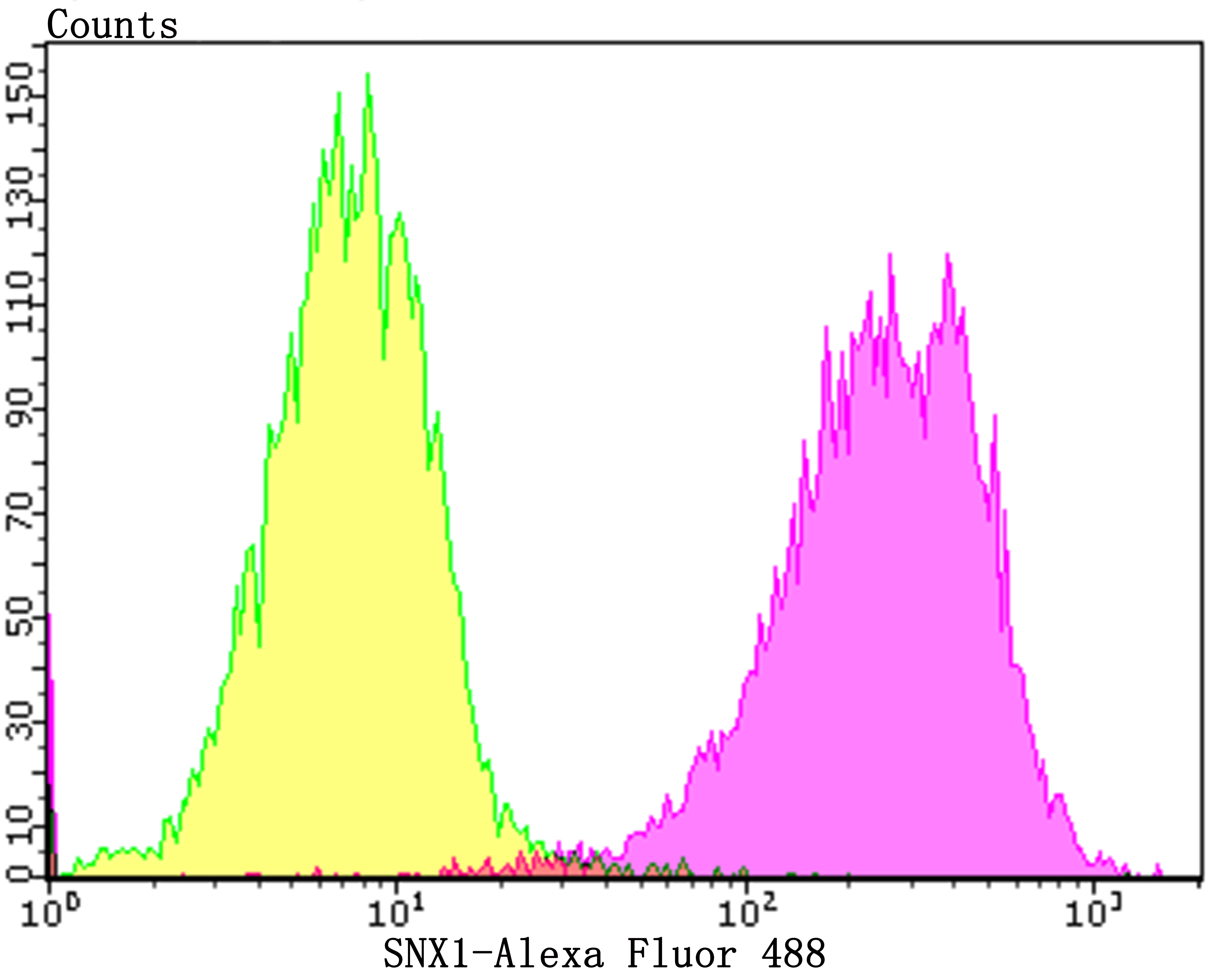 SNX1 Rabbit mAb