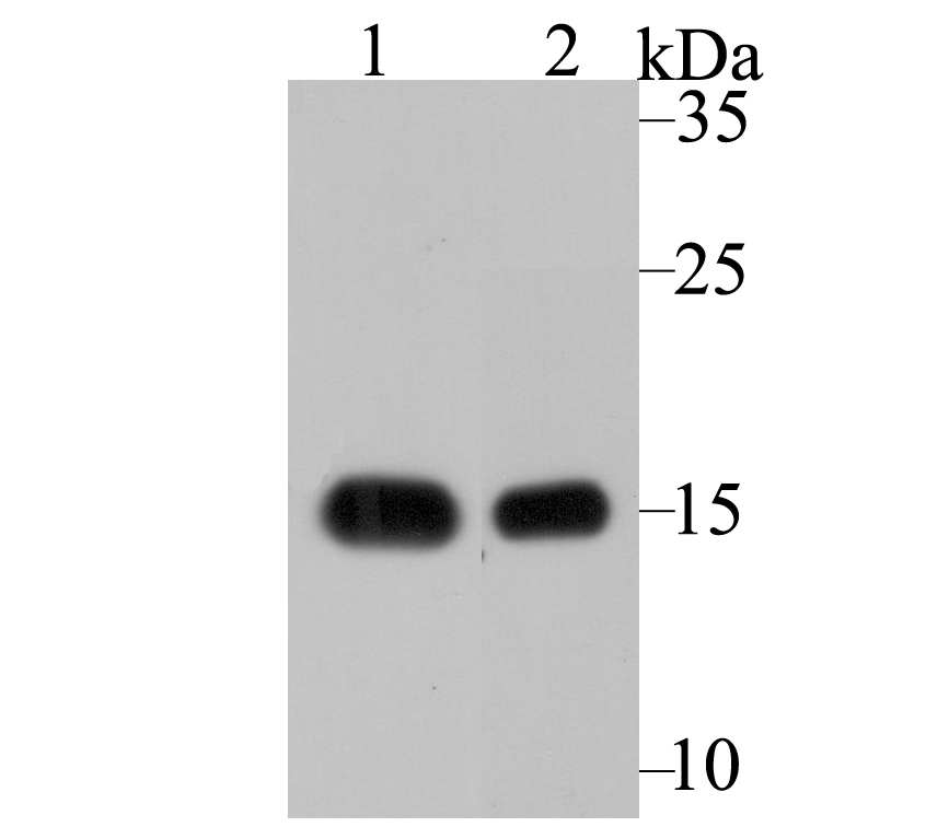 VAMP1 Rabbit mAb