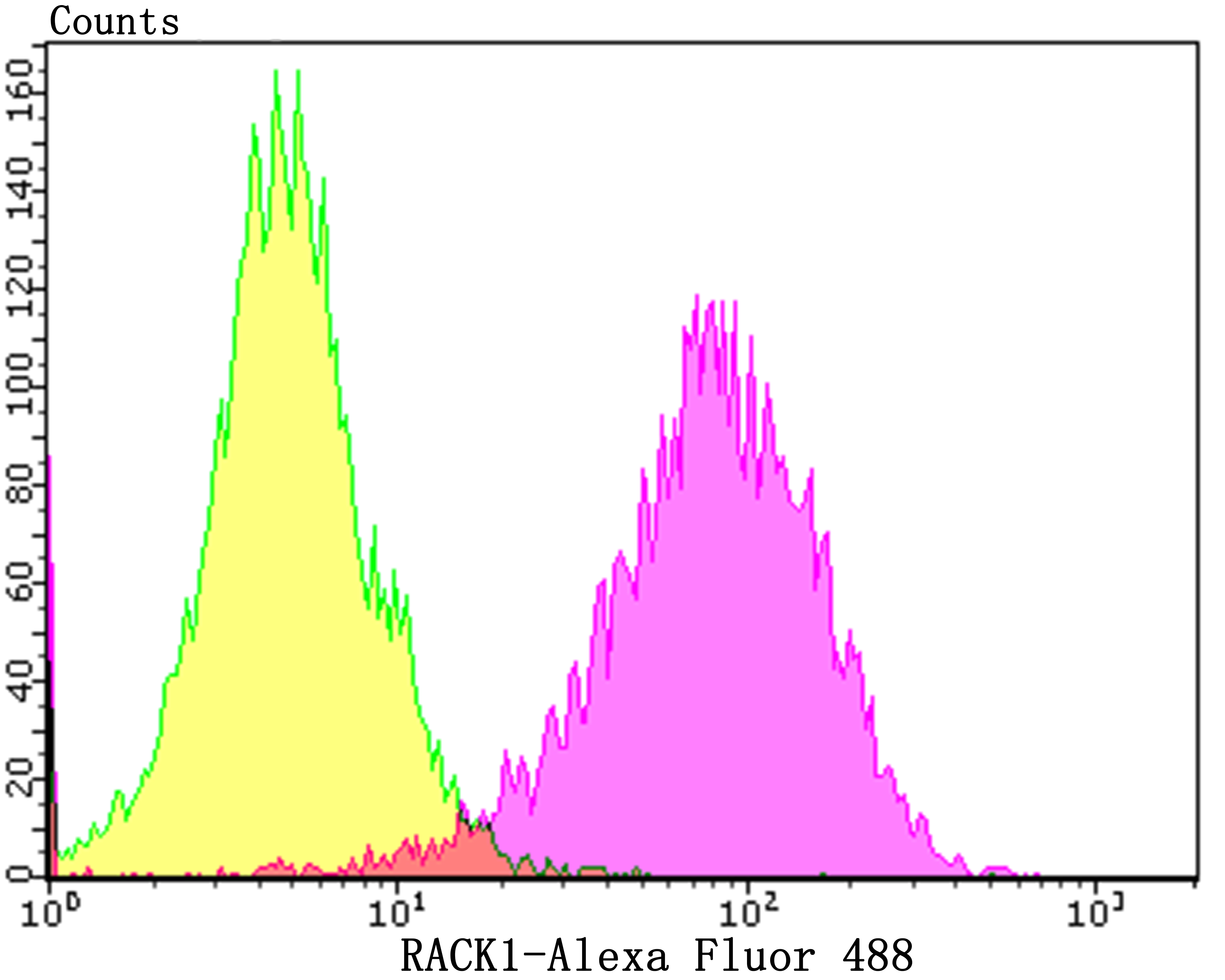 RACK1 Rabbit mAb