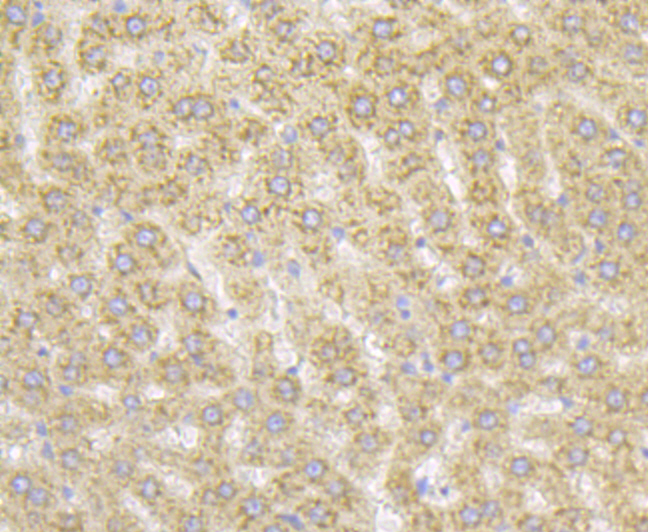 RACK1 Rabbit mAb