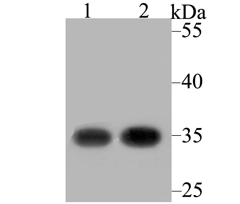 RACK1 Rabbit mAb