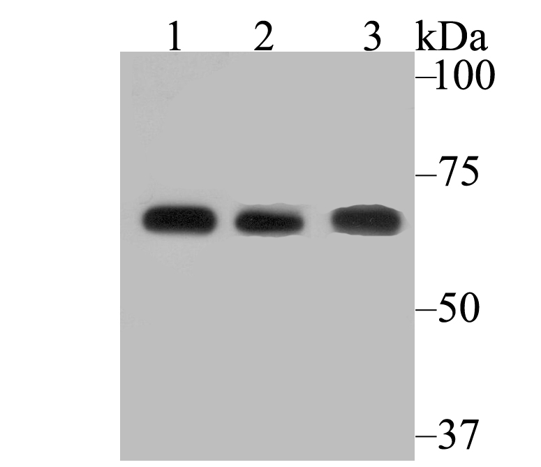 FAAH1 Rabbit mAb