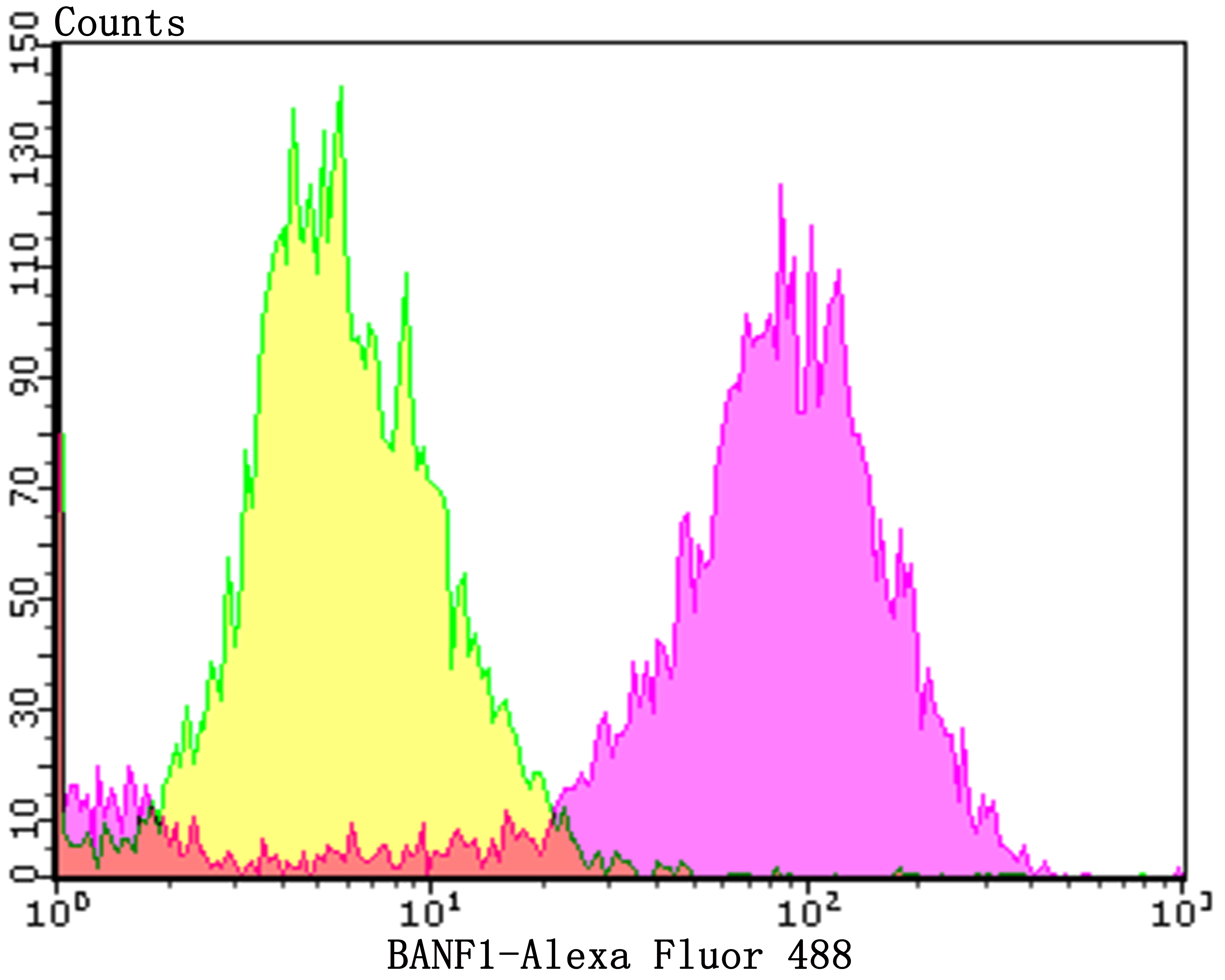 BANF1 Rabbit mAb