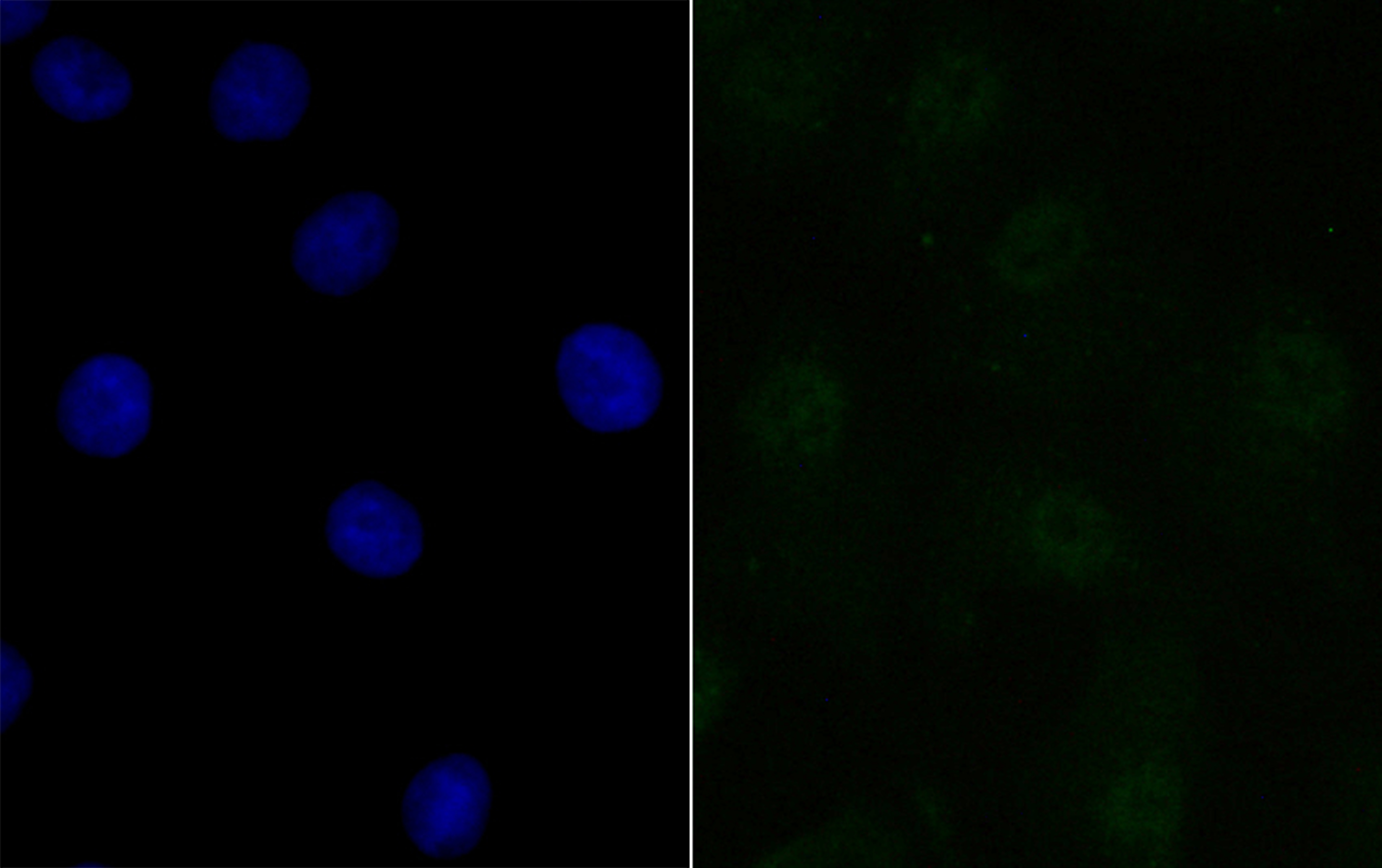 BANF1 Rabbit mAb