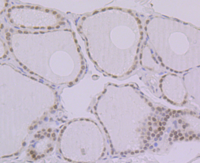 BANF1 Rabbit mAb