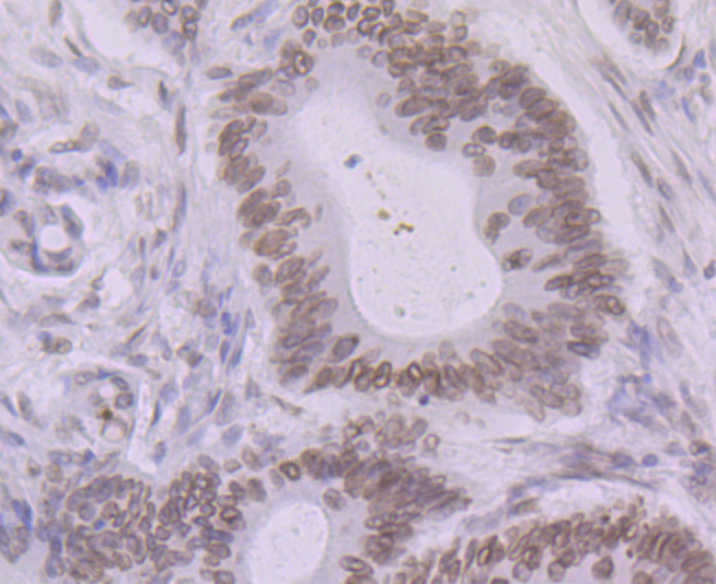 BANF1 Rabbit mAb